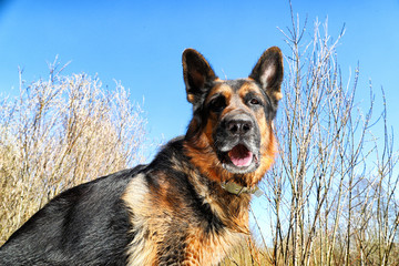 Dog German Shepherd outdoors in a summer