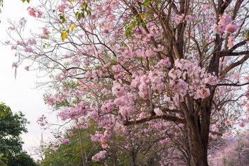 Pink Pantip Flower Kamphaeng Saen Nakhon Pathom Sakura Thailand