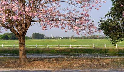 Pink Pantip Flower Kamphaeng Saen Nakhon Pathom Sakura Thailand