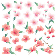 Japanese style cherry blossom illustration,