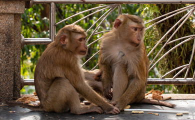 two young monkeys sitting on a bench in nature