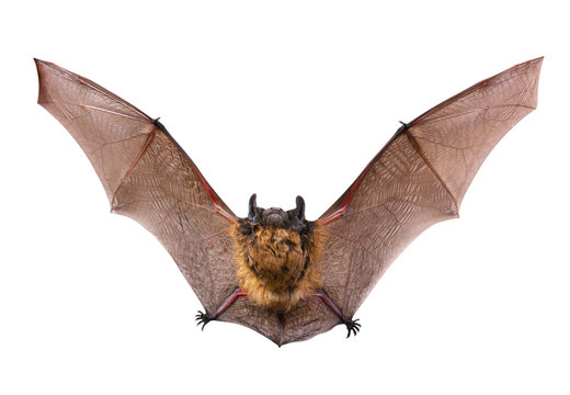 Animal little brown bat flying. Isolated on white.