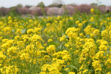 Obraz premium Flower rug