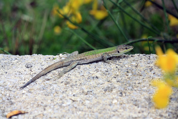 green lizard of Italy
