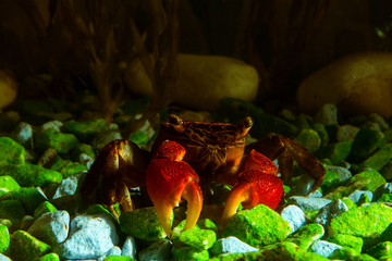 red freshwater crab in the aquarium