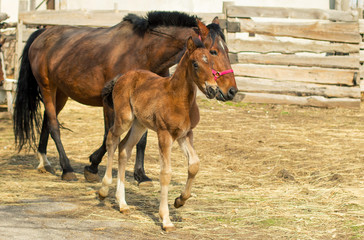 little foal and mother