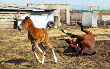 little foal and mother