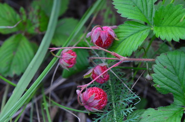 клубника на поляне