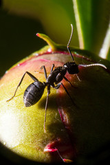 big black ant