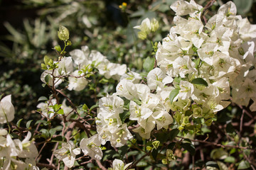  White Bougainvillea flower in dark background