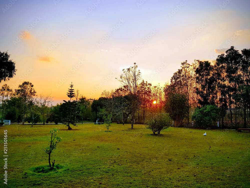 Wall mural beautiful sunset at the tree of the open grass field , peace natural