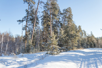 winter pine forest