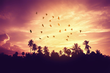 Fototapeta na wymiar Freedom and nature environment concept. Tropical palm leaf and birds flying on sunset sky with cloud abstract background.