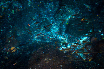 Fototapeta na wymiar Cenote Dos Ojos with clear blue water