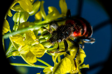 macro insect