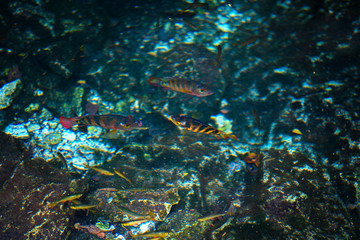 Fototapeta na wymiar Cenote Dos Ojos with clear blue water