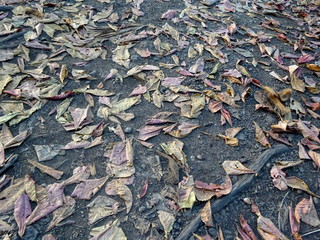 Leaves on the ground