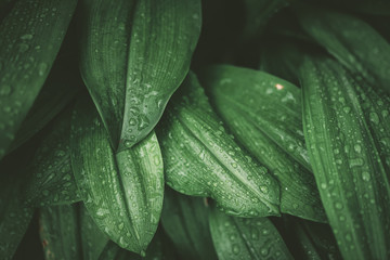 Tropical nature green leaf texture abstract background.