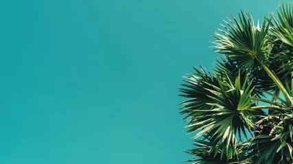 Fototapeten Tropische Palme mit Sonnenlicht auf blauem Himmel und abstraktem Hintergrund der weißen Wolke. © tonktiti