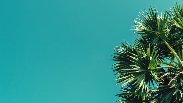 Tropical Palm Tree With Sun Light On Blue Sky And White Cloud Abstract Background.