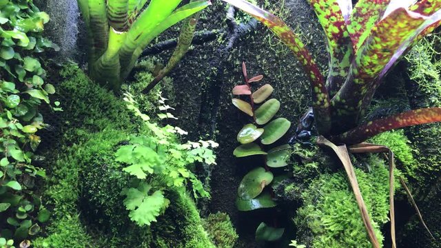 Green and black poison dart frog or poison arrow frog aka Dendrobates auratus