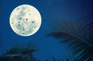 Tropical night. Full moon and palm leaf birds fly abstract background.