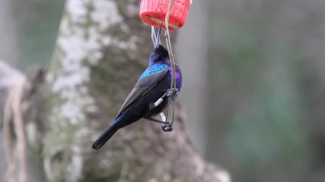 Palestine sunbird Close shot of Palestine sunbird