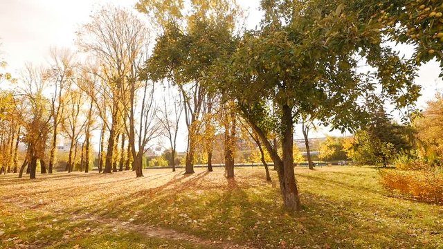 Beautiful autumn park, golden trees on the background of the sun, slow motion, natural