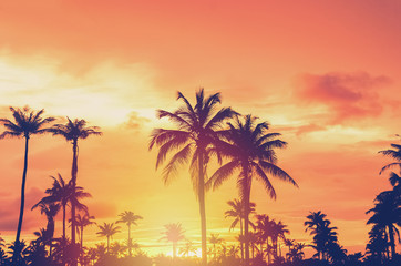 Obraz na płótnie Canvas Tropical palm tree with colorful bokeh sun light on sunset sky cloud abstract background.