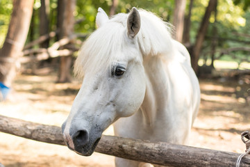 Obraz premium portrait of white horse