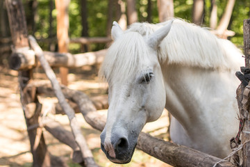 Obraz premium portrait of white horse