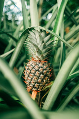 Pineapple in farm nature background.