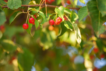 Apple tree soft summer background. Summer light.