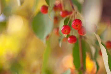 Apple tree soft summer background. Summer light.