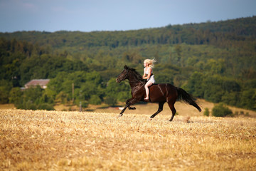 Horse with rider (woman) on a summer evening gallops over a harvested cornfield, wearing only a...
