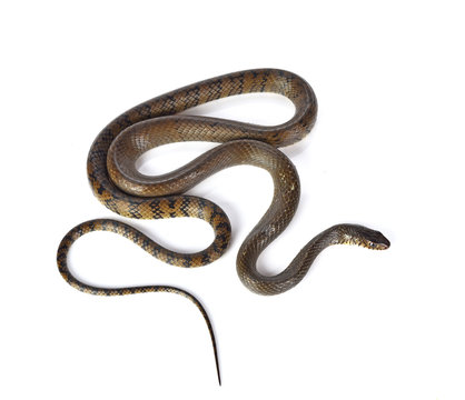 Snake isolated on white background