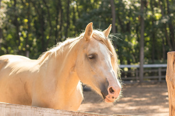 Fototapeta premium cream horse