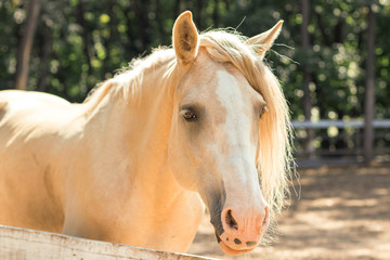 Obraz premium cream horse