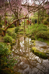 Cherry blossom at garden in Kyoto, Japan