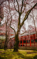 Cherry blossom at garden in Kyoto, Japan