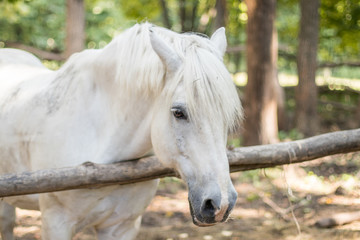 Obraz premium white horse