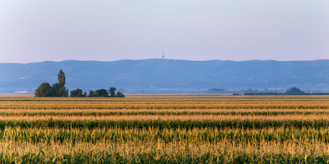Fototapeta premium Top view of cornfield in Serbia, on background forested mountain & national park Fruška Gora
