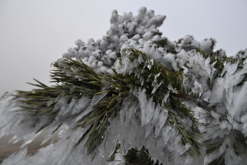 branch of tree in snow