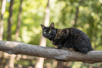 Obraz premium black cat with yellow eyes