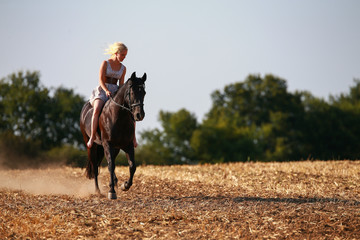 Horse with rider (woman) on a summer evening gallops over a harvested cornfield, wearing only a...