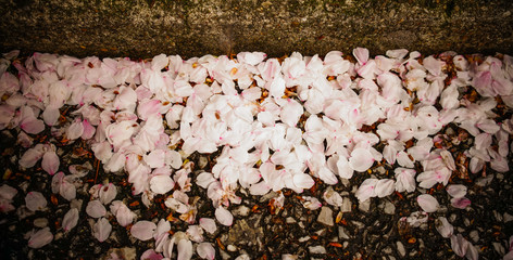 A lot of fallen petals of a cherry