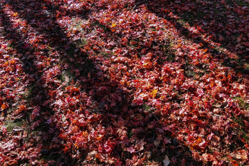 Fallen autumn leaves on the ground