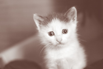 little kitten