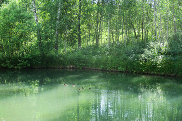 Tranquil forest pond framed by lush green woodland park in sunshine. Green water in a pond with ducks and trees around