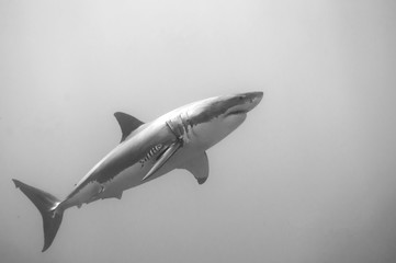 Great White Shark